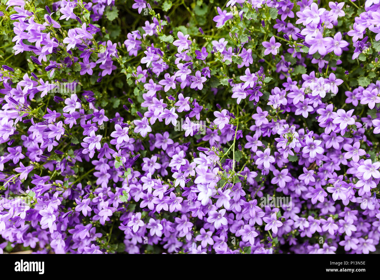 Pink phlox subulata flowers background Horizontal image Stock Photo - Alamy