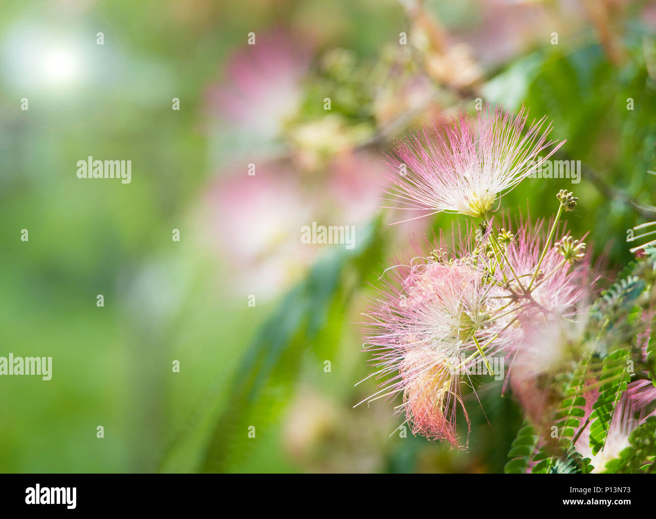 Beautiful pink close-up blossoms of a mimosa tree in Texas summer Stock Photo