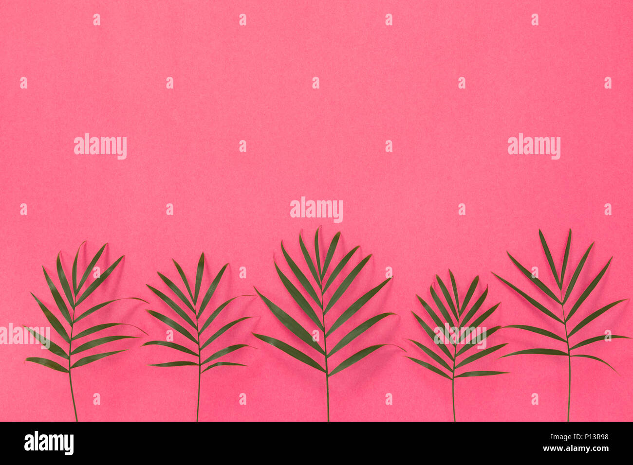 Green palm leaves on bright pink background. Tropical summer theme ...