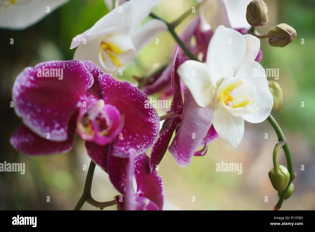 White and purple orchid in nature. Orchidaceae. Stock Photo