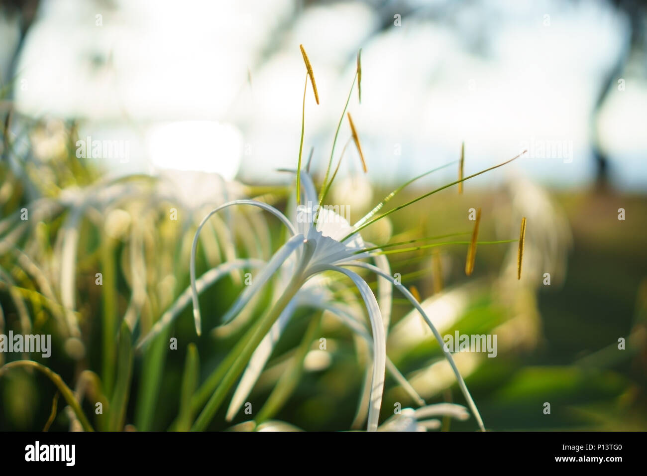 White beach spider lily. Flower close up with sun rays. Hymenocallis littoralis. Stock Photo