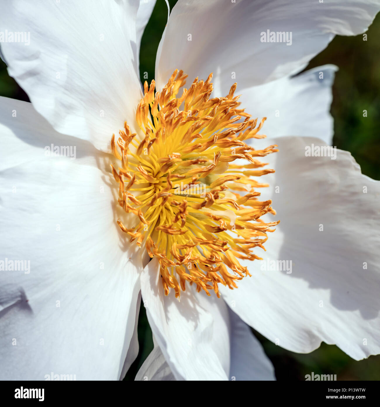 A stunning macro shot of a white and yellow Coulters Matilija poppy Stock Photo