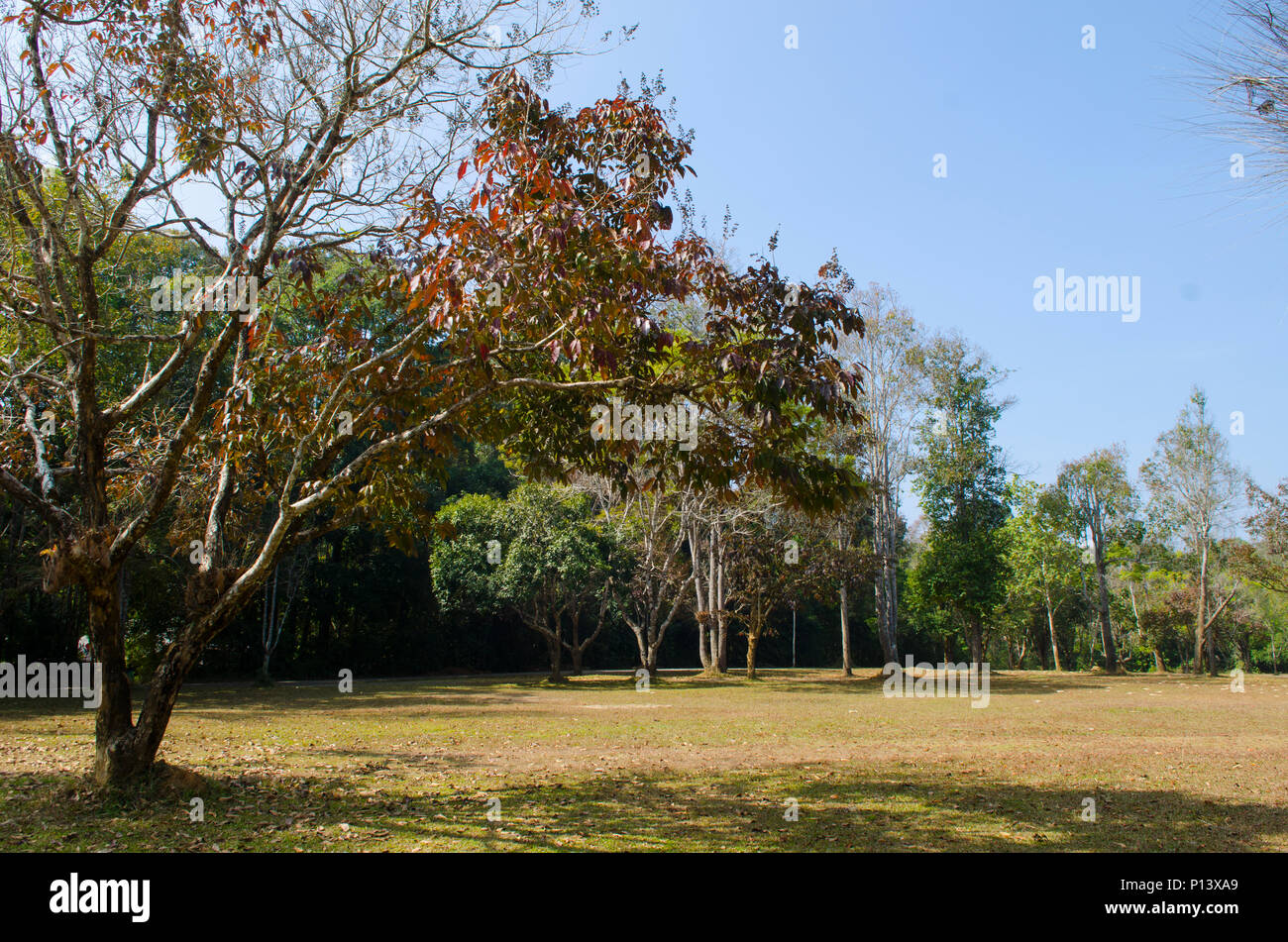 Tree at farm and field for agriculture background Stock Photo - Alamy