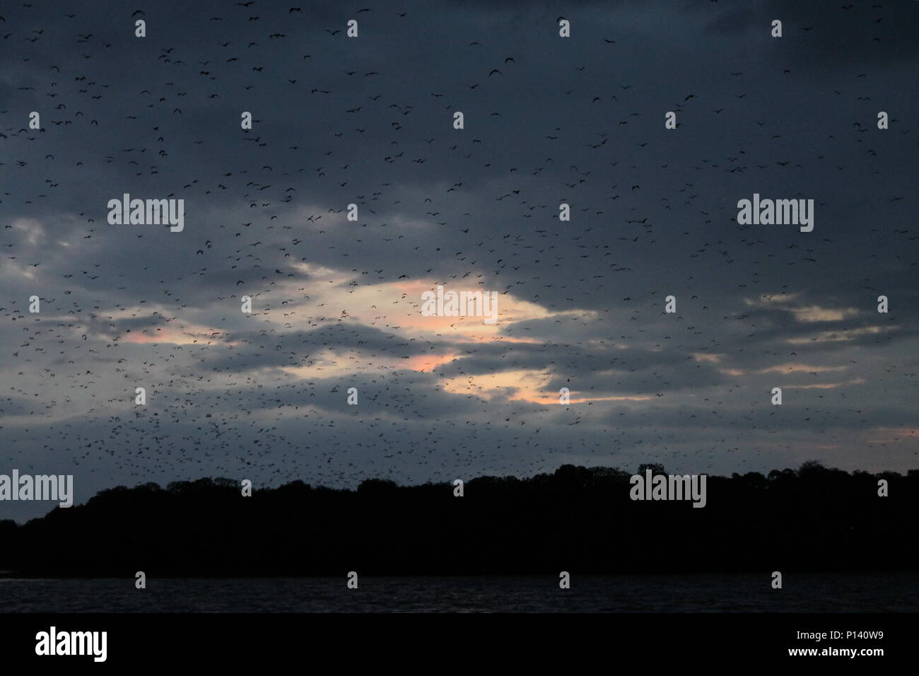A colony of fruit bats flying from Kalong island at dusk Stock Photo