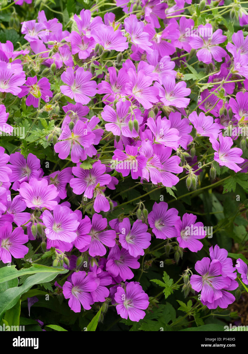Mauve early summer flowers of the ornamental hardy perennial, Geranium 'Sirak' Stock Photo