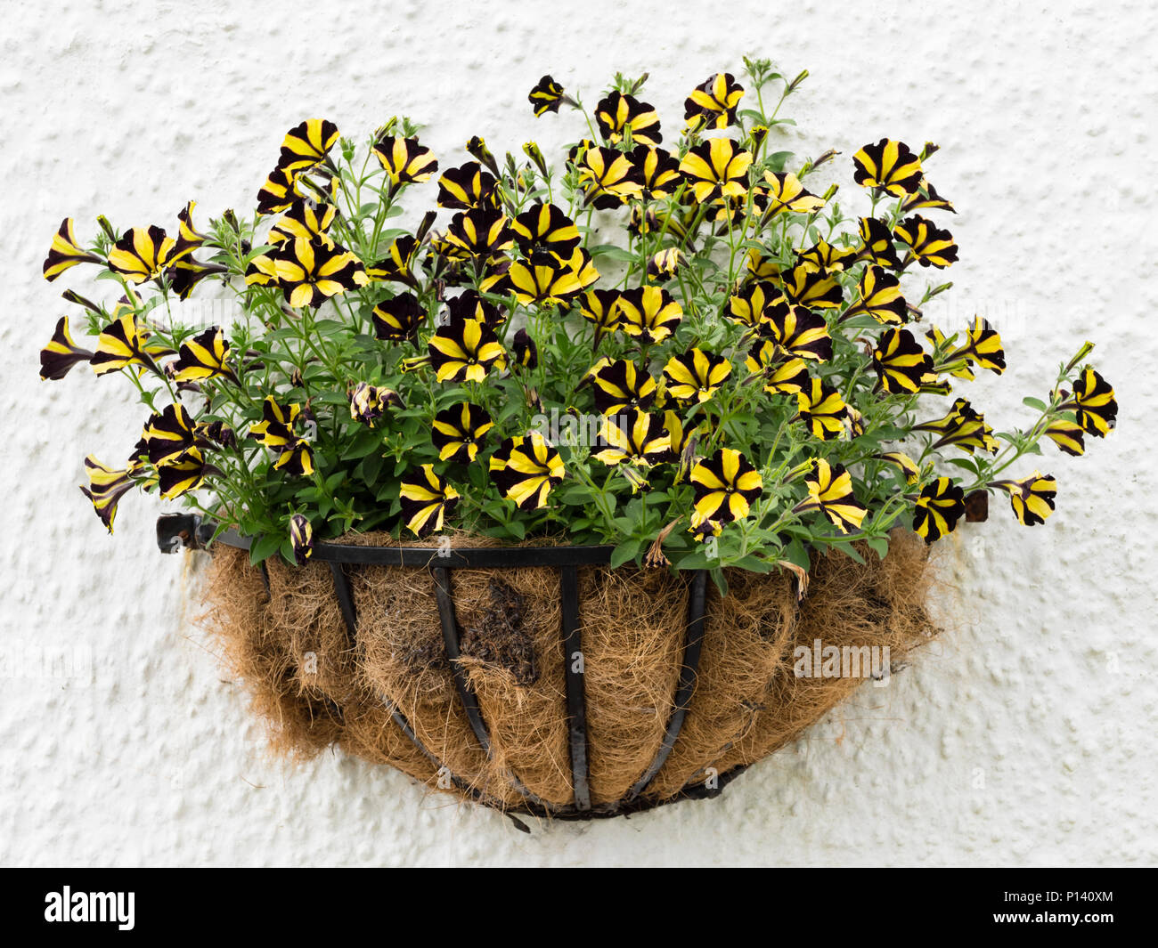 Black and yellow striped flowers of the half hardy Petunia 'Phantom' in a coir fibre wall basket Stock Photo