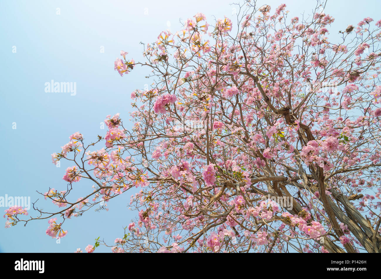 Tabebuia rosea in thailand Stock Photo