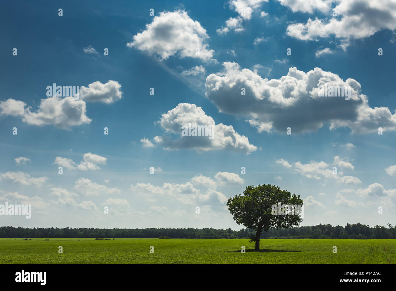 Field,tree and blue sky Stock Photo - Alamy