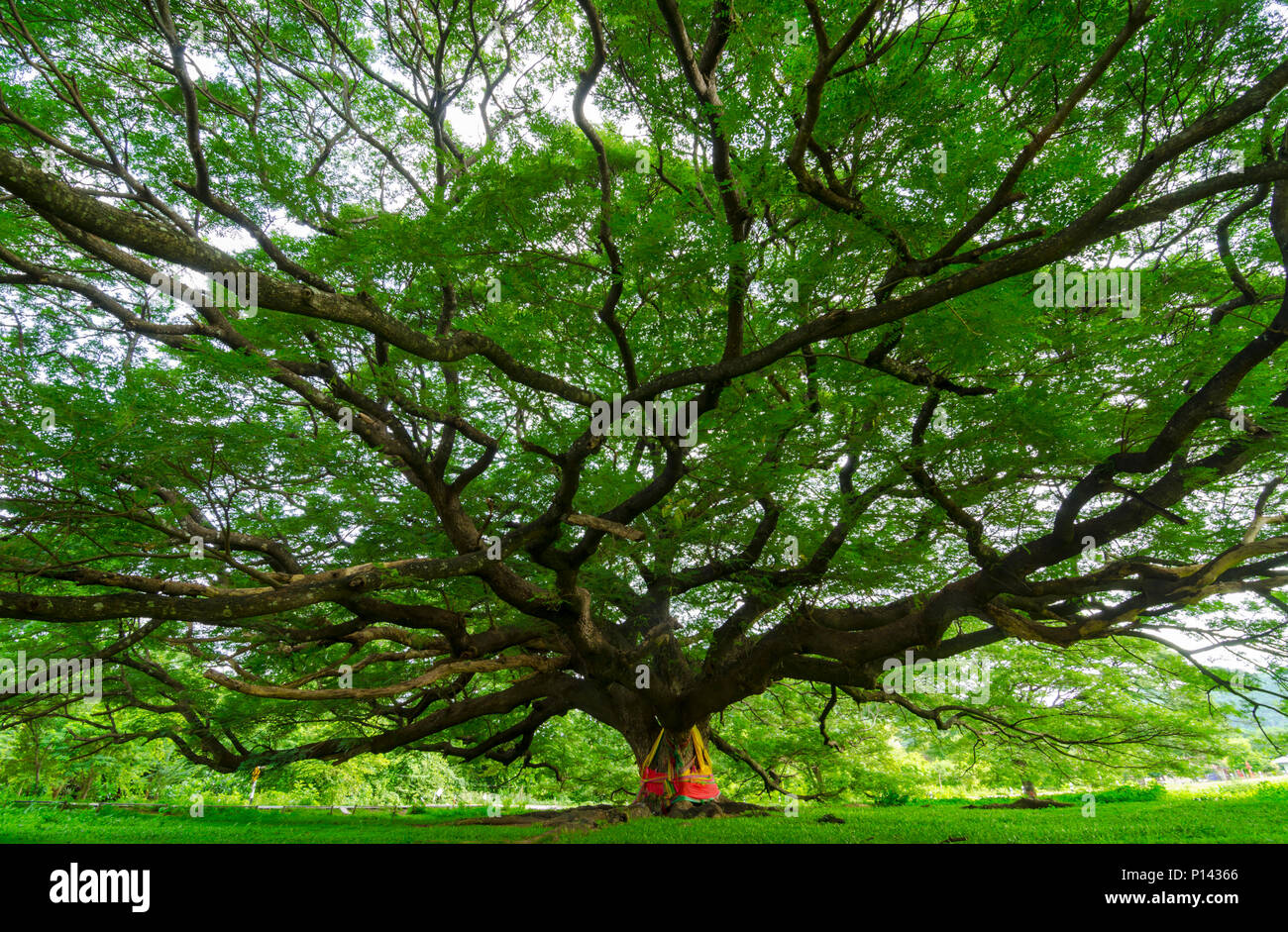 the old big tree with branches and green spring leaves Stock Photo Alamy