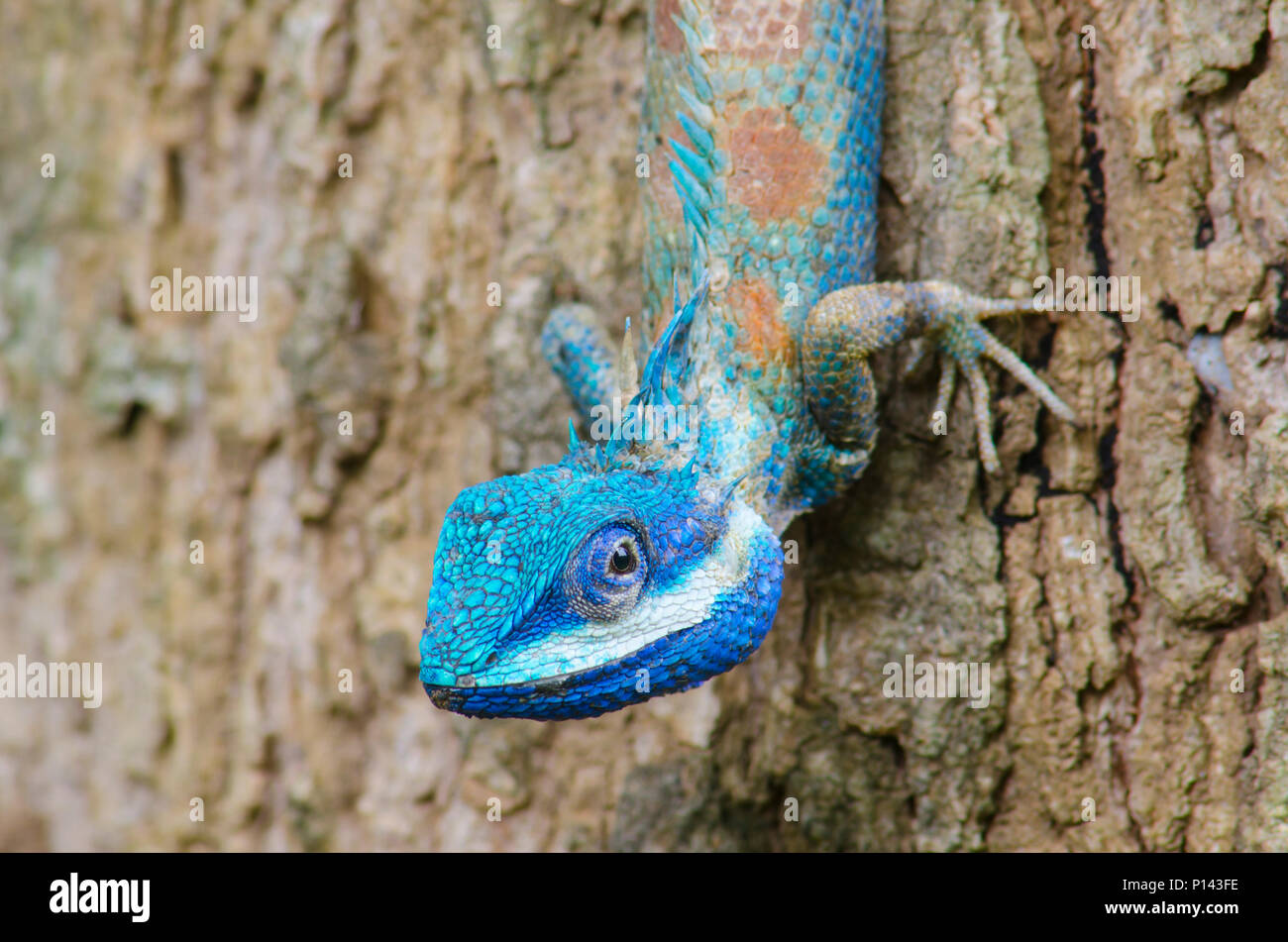 blue lizard reptile