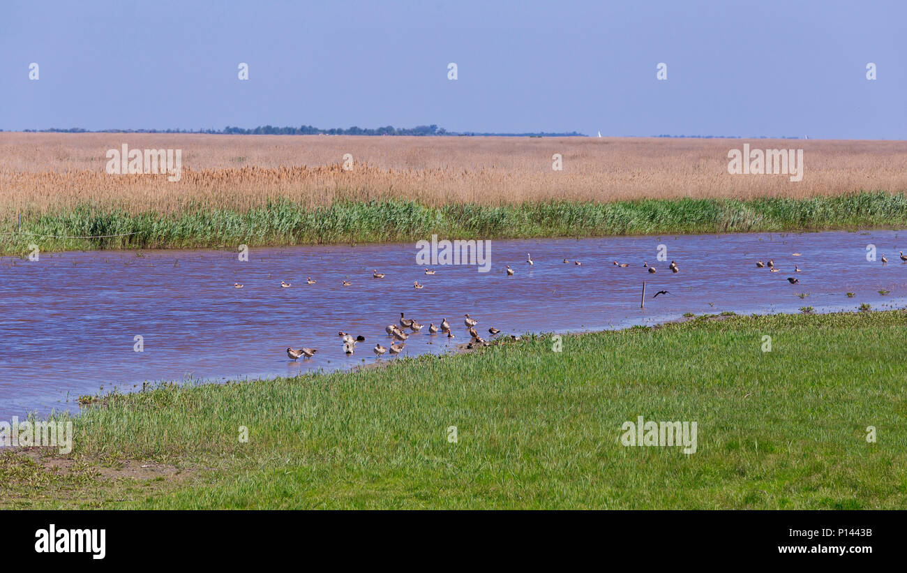 Nice goose group in a Austrian village Rust, in protected national park. Stock Photo