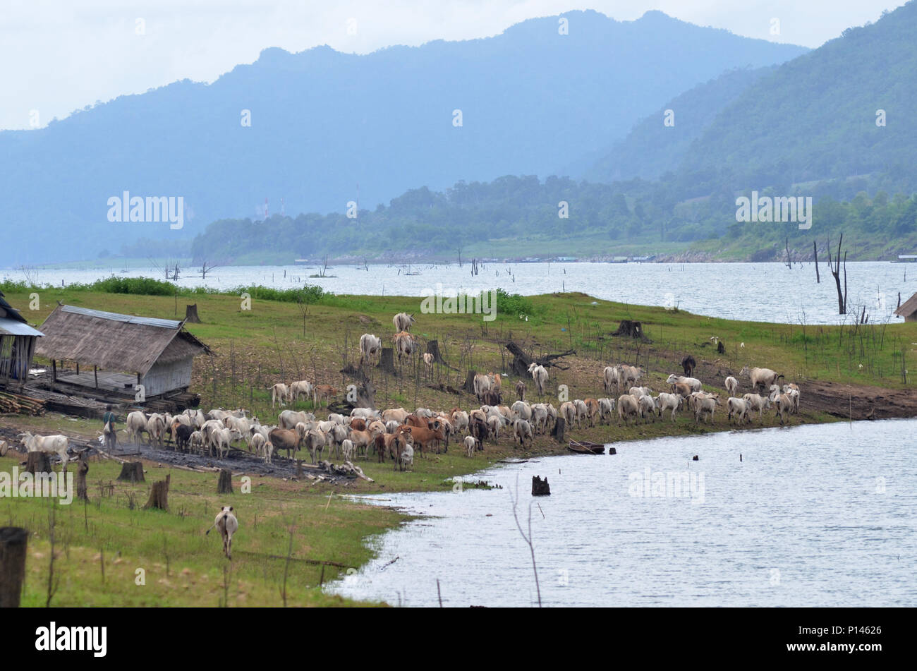Forest lake under blue cloudy sky Stock Photo - Alamy