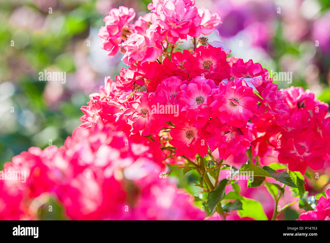 Beautiful flowers of pink rose in the garden Stock Photo - Alamy