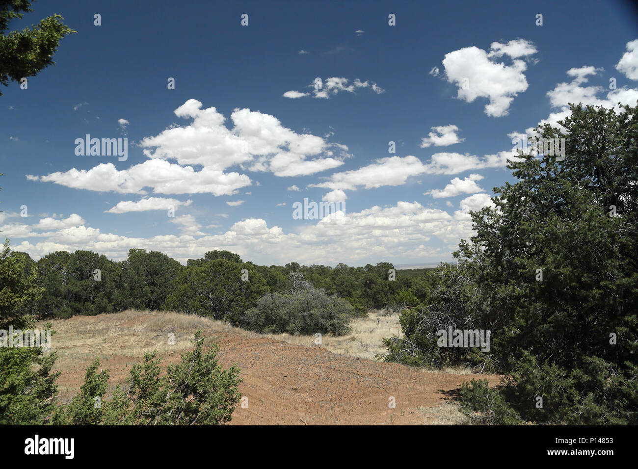 Landscape with shrubs blue sky and cloud with a view of the high desert