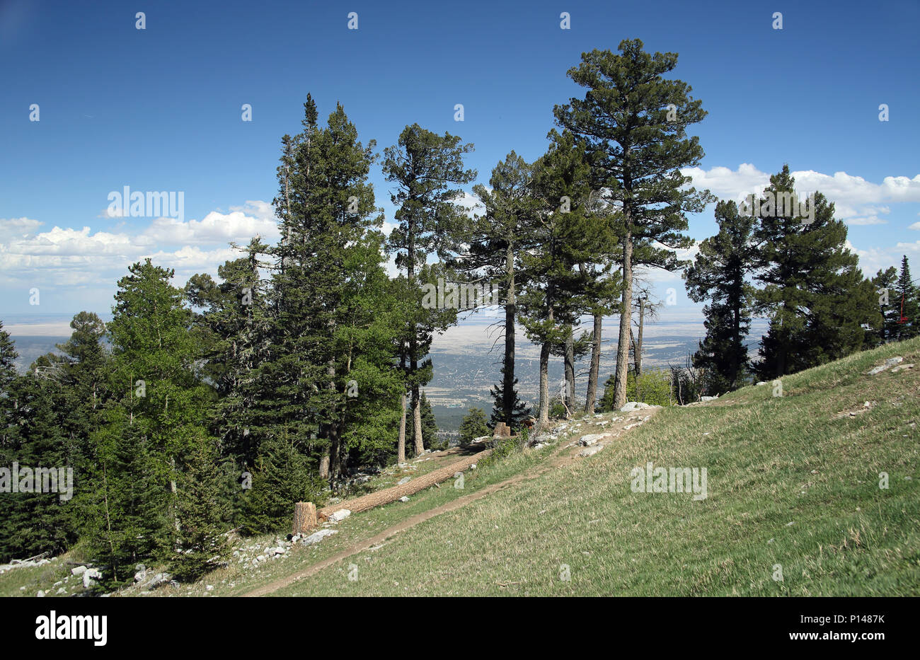 Pine trees at the peak of the Sandia Mountains east of Albuquerque New Mexico Stock Photo
