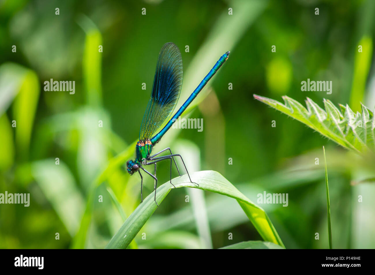 Banded demoiselle male damselfly on bent grass Stock Photo