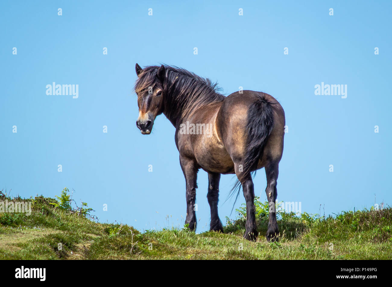 Exmoor pony looking back from the horizon Stock Photo