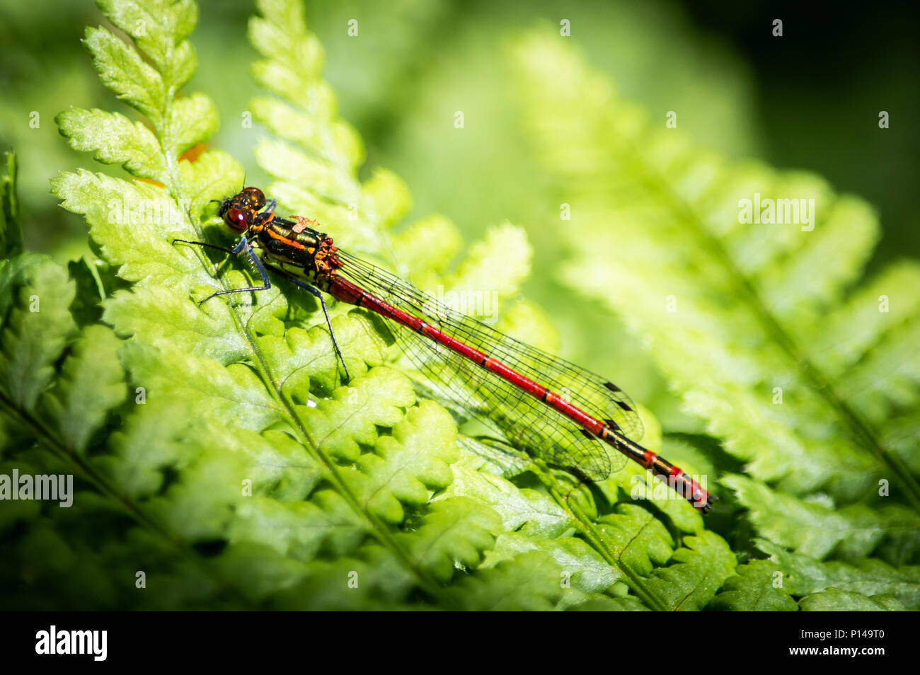 Large red damselfly on a fern Stock Photo - Alamy