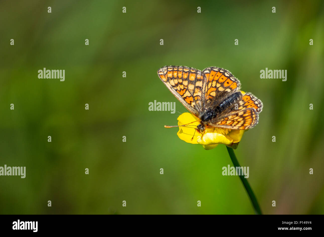 Marsh fritillary butterfly on a buttercup Stock Photo