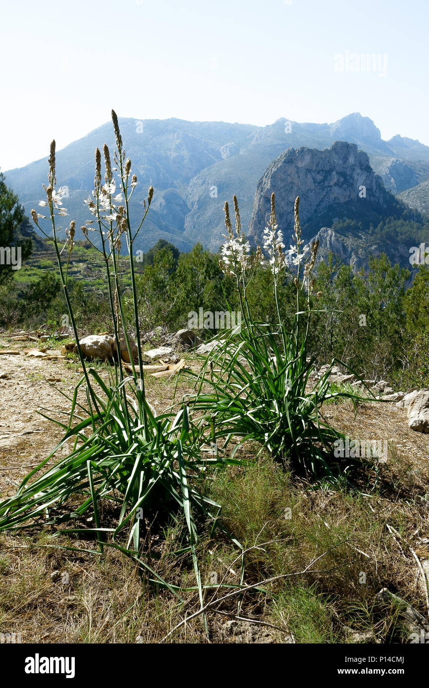 Sierra Bernia mountain walking views on the Costa Blanca, Spain Stock Photo