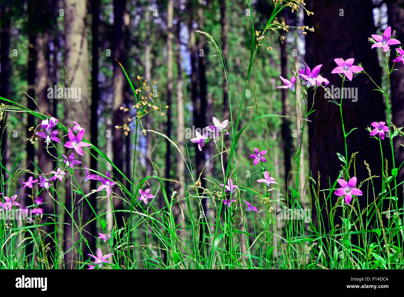 Purple wildflowers hi-res stock photography and images - Alamy