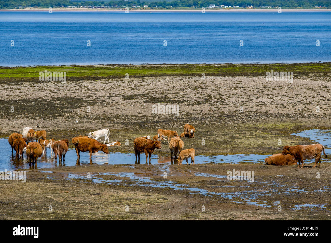 Rural landscape cows on the beach Oban Scotland Stock Photo