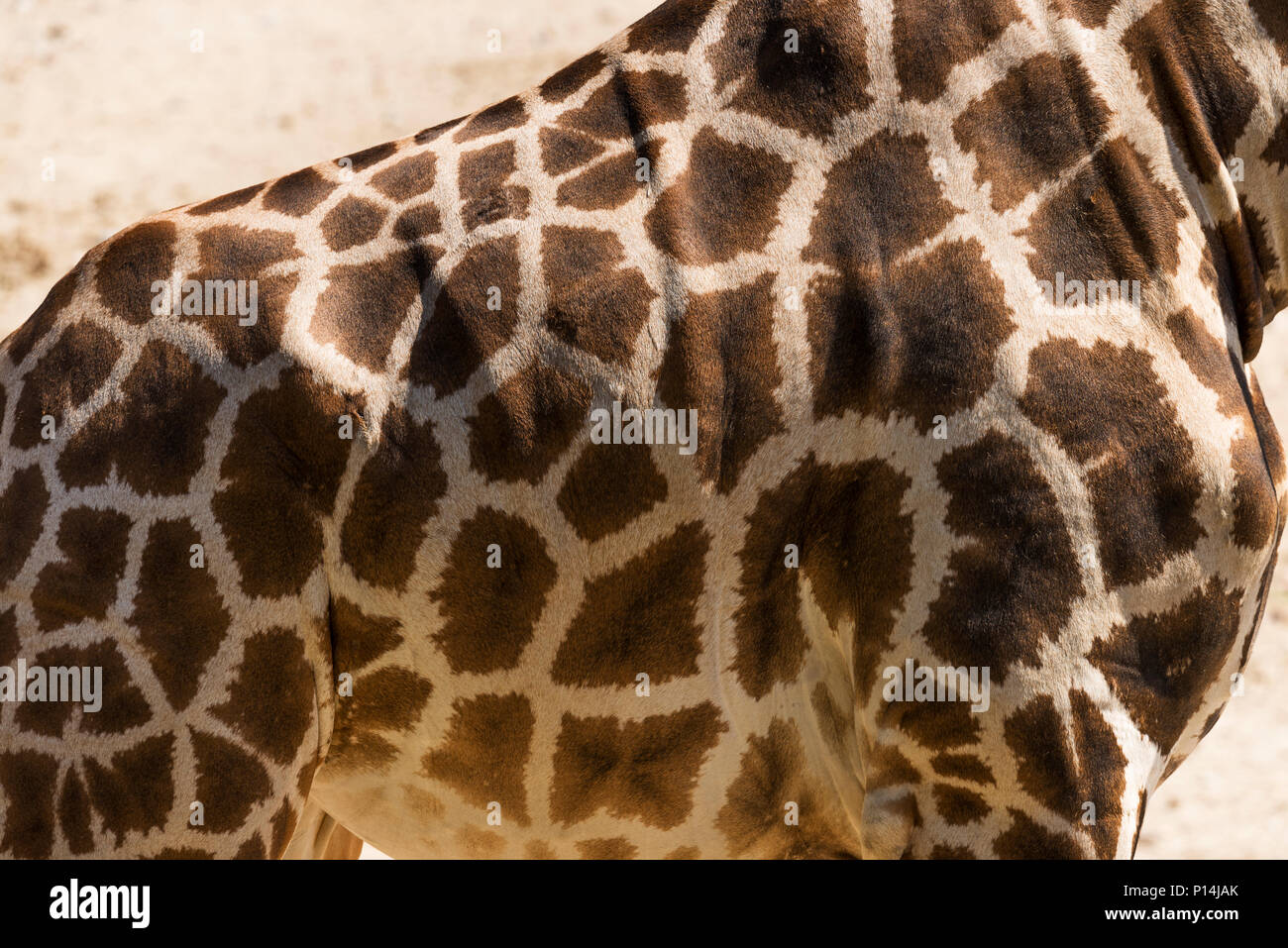Giraffe skin texture close up shot Stock Photo Alamy