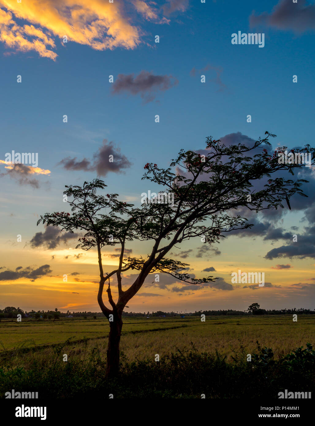 silhouette of tree in paddy field in sunrise Stock Photo - Alamy
