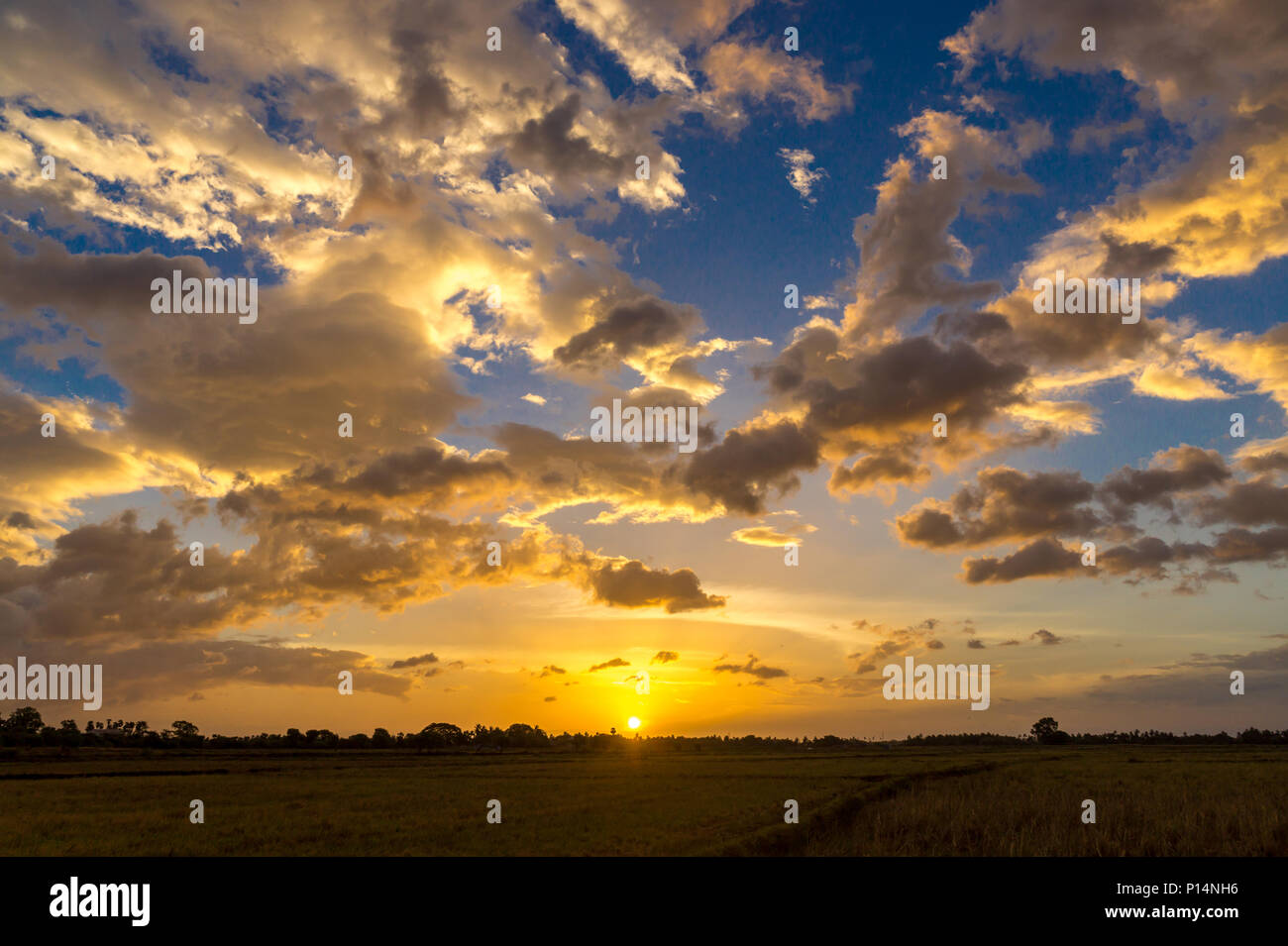 sunrise in paddy fields Stock Photo - Alamy