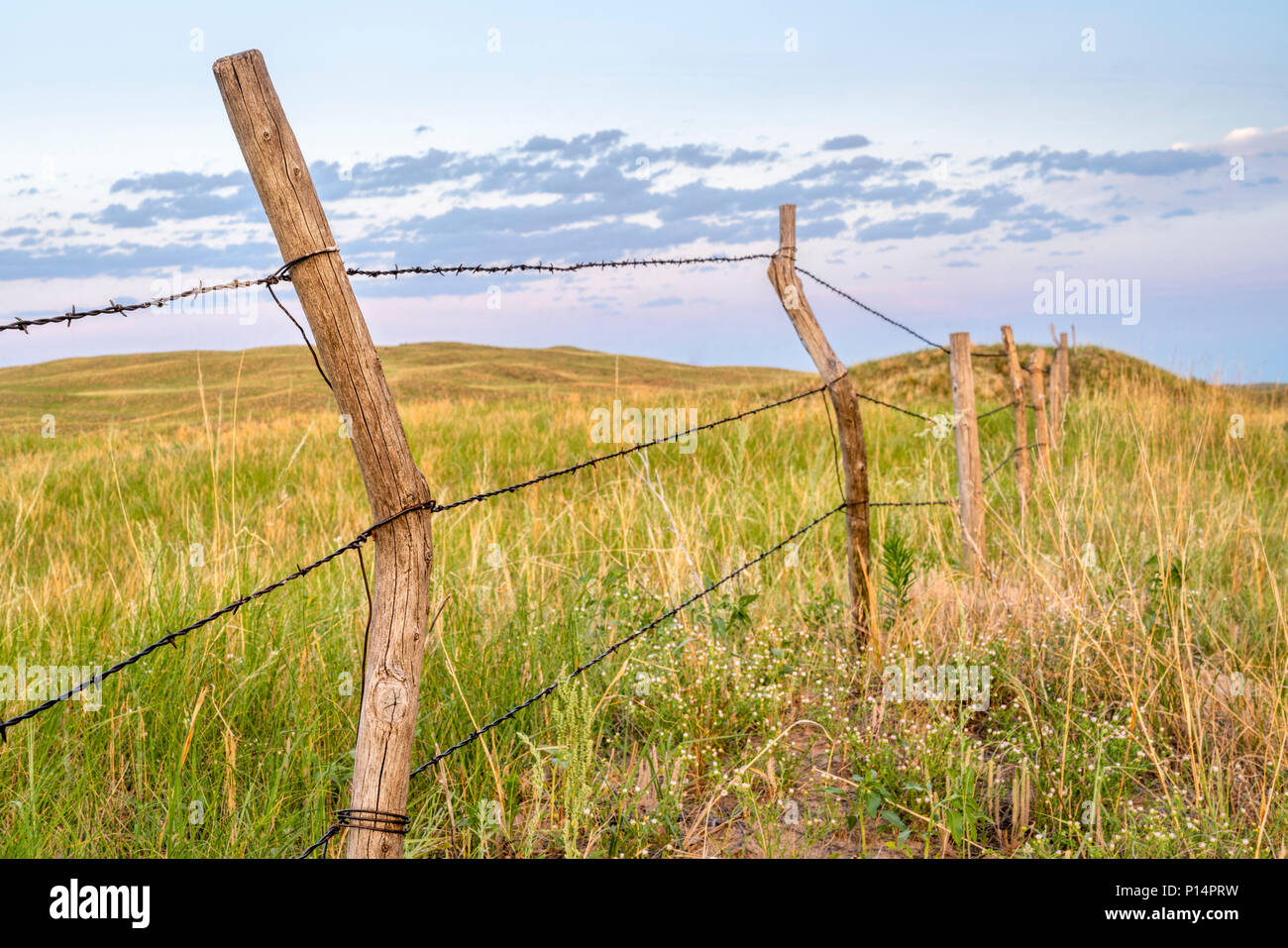 barbed wire fence cattle