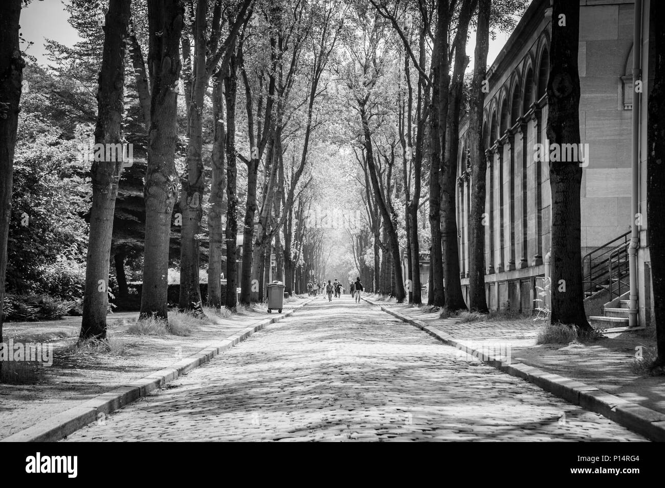 The wide, tree lined streets of Père Lachaise Cemetery are a perfect location for a stroll in summer.  Paris, France Stock Photo