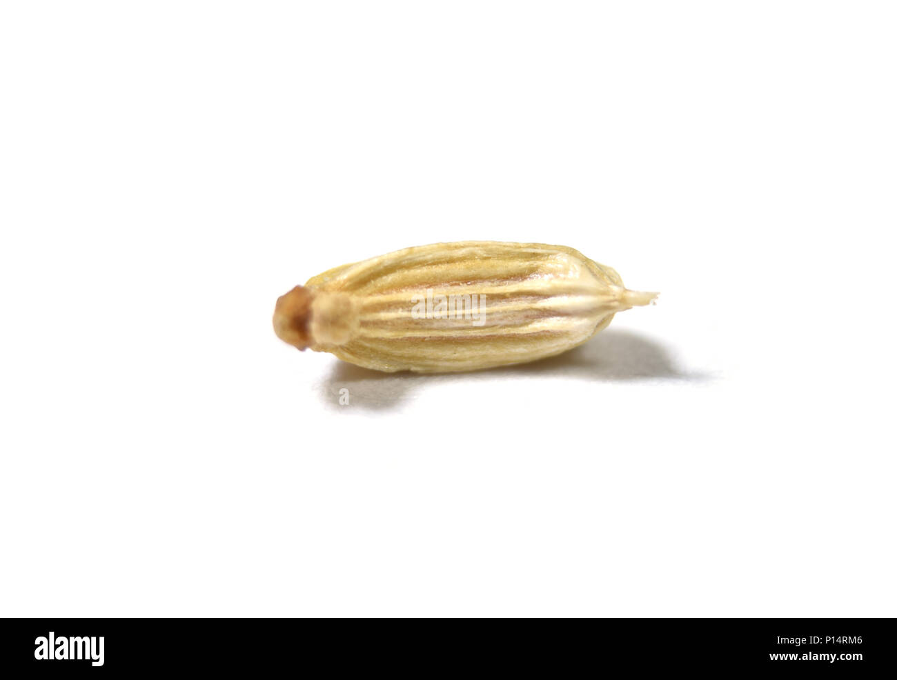 Anise fennel seed hires stock photography and images Alamy