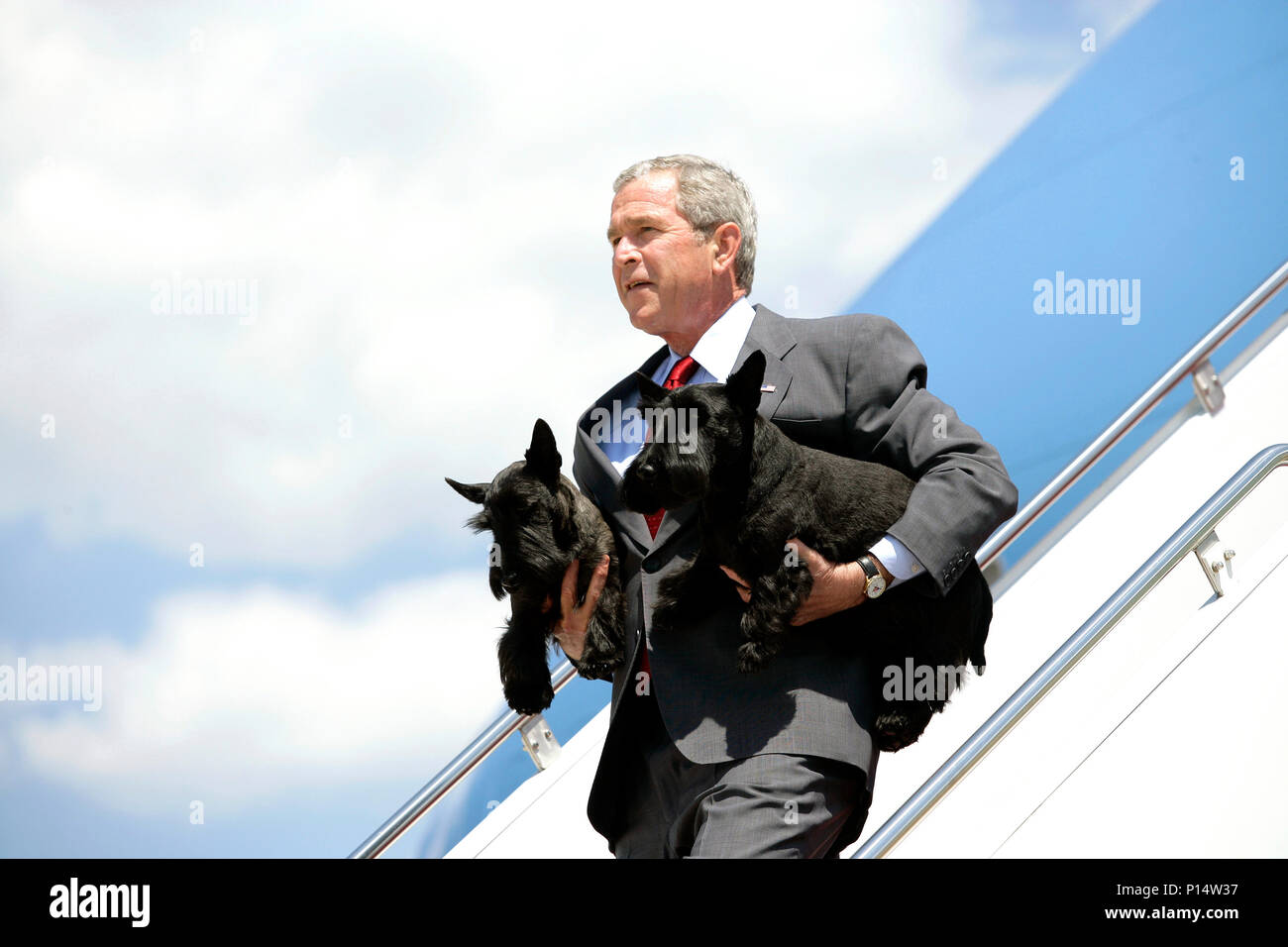 Scottish terriers famous hires stock photography and images Alamy