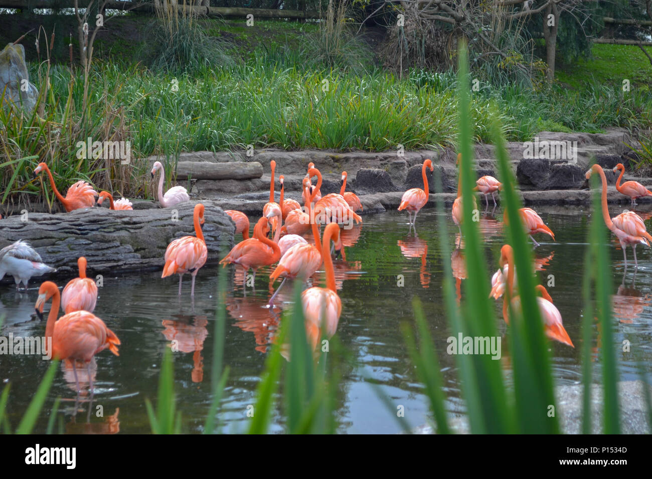 Flamingoes Stock Photo