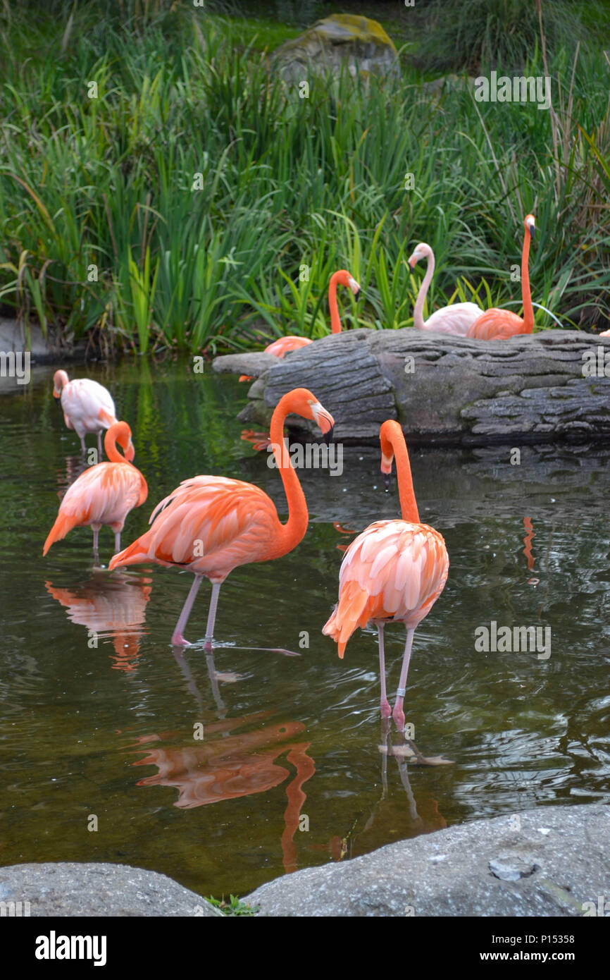 Flamingoes Stock Photo