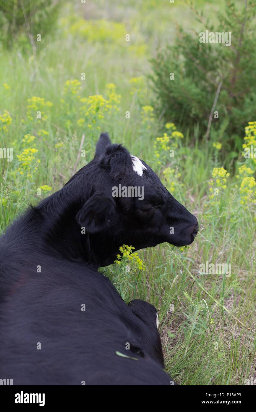 A young Holstein cow lying down in a green pasture. Stock Photo