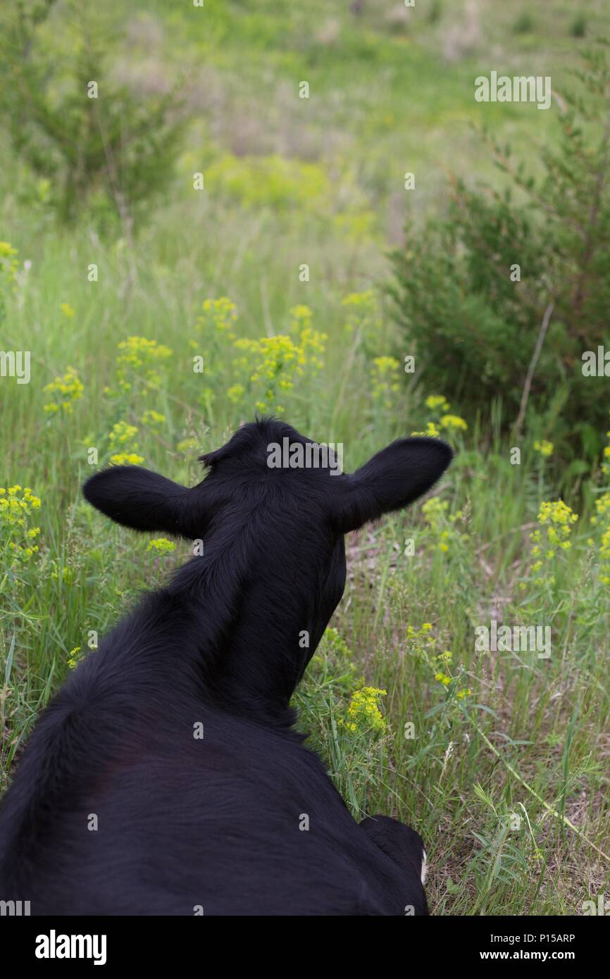 Cow lying down hi-res stock photography and images - Alamy