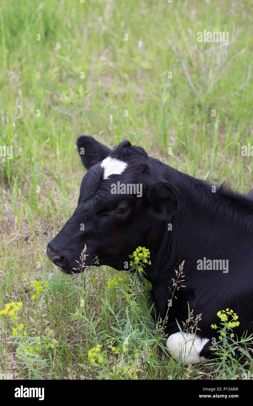 Cow lying down hi-res stock photography and images - Alamy