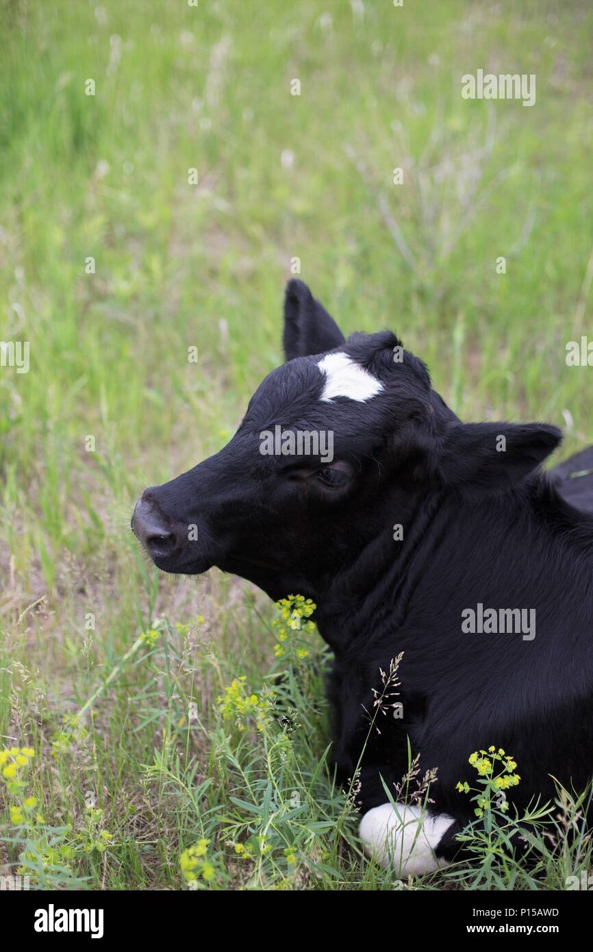 A young Holstein cow lying down in a green pasture. Stock Photo