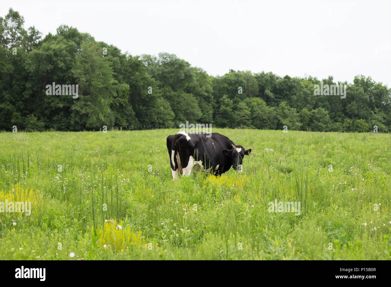 A white and black Holstein cow alone in a green pasture Stock Photo - Alamy
