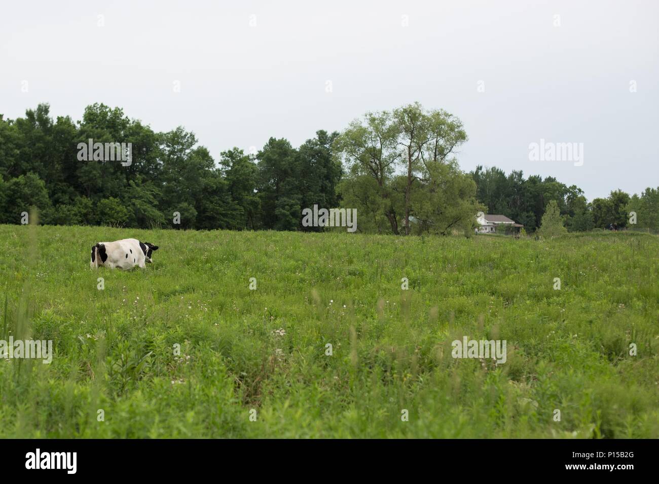A white and black Holstein cow alone in a green pasture Stock Photo - Alamy
