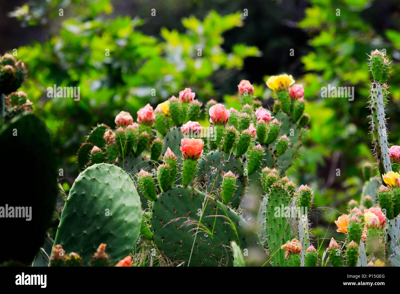 Coastal prickly pear (Opuntia littorals) seen here in Orange County