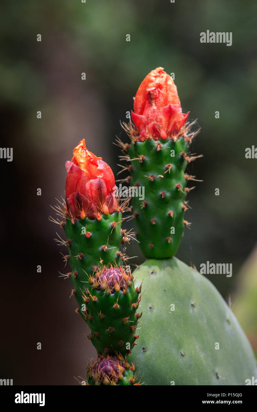 Coastal prickly pear (Opuntia littorals) seen here in Orange County  California flowers between the months of May and June.The fruits are edible  Stock Photo - Alamy