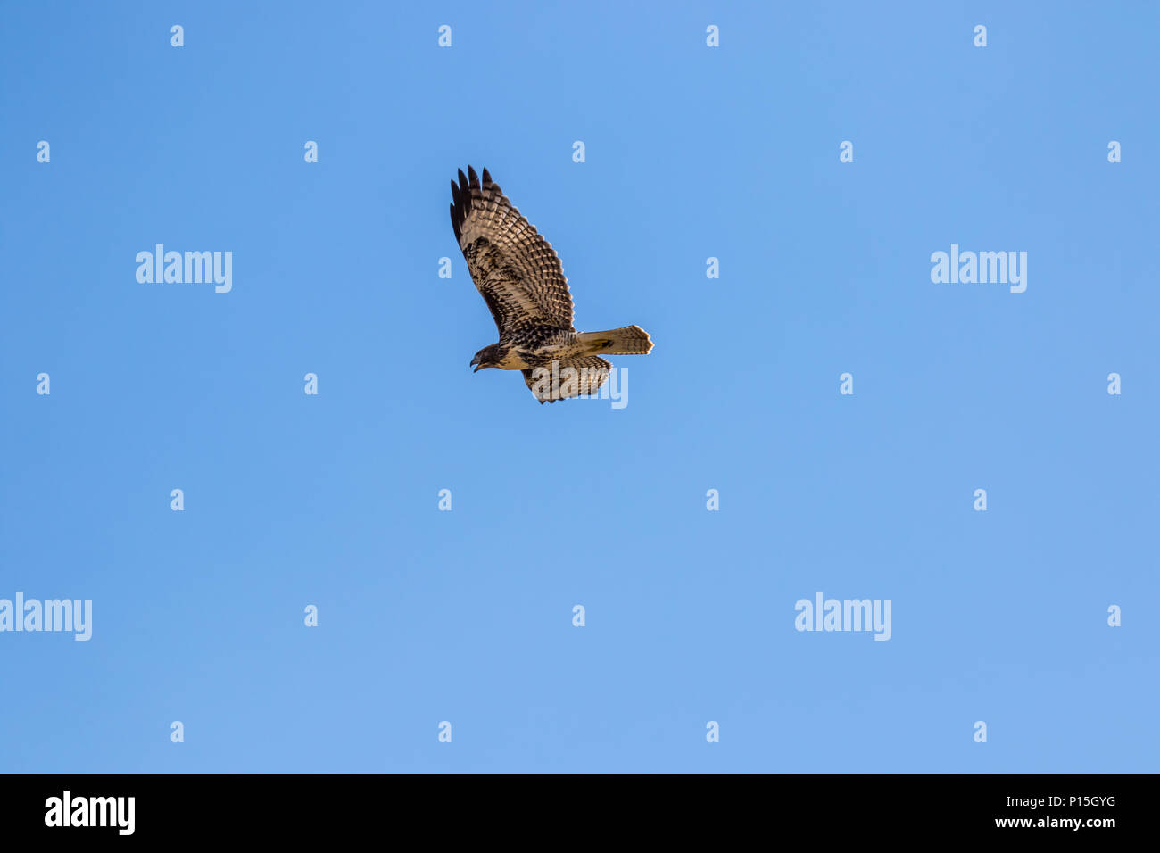 Wild Juvenile Red Tailed Hawk  (Buteo jamaicensis )   flying above its natural habitat of Orange County California USA Stock Photo