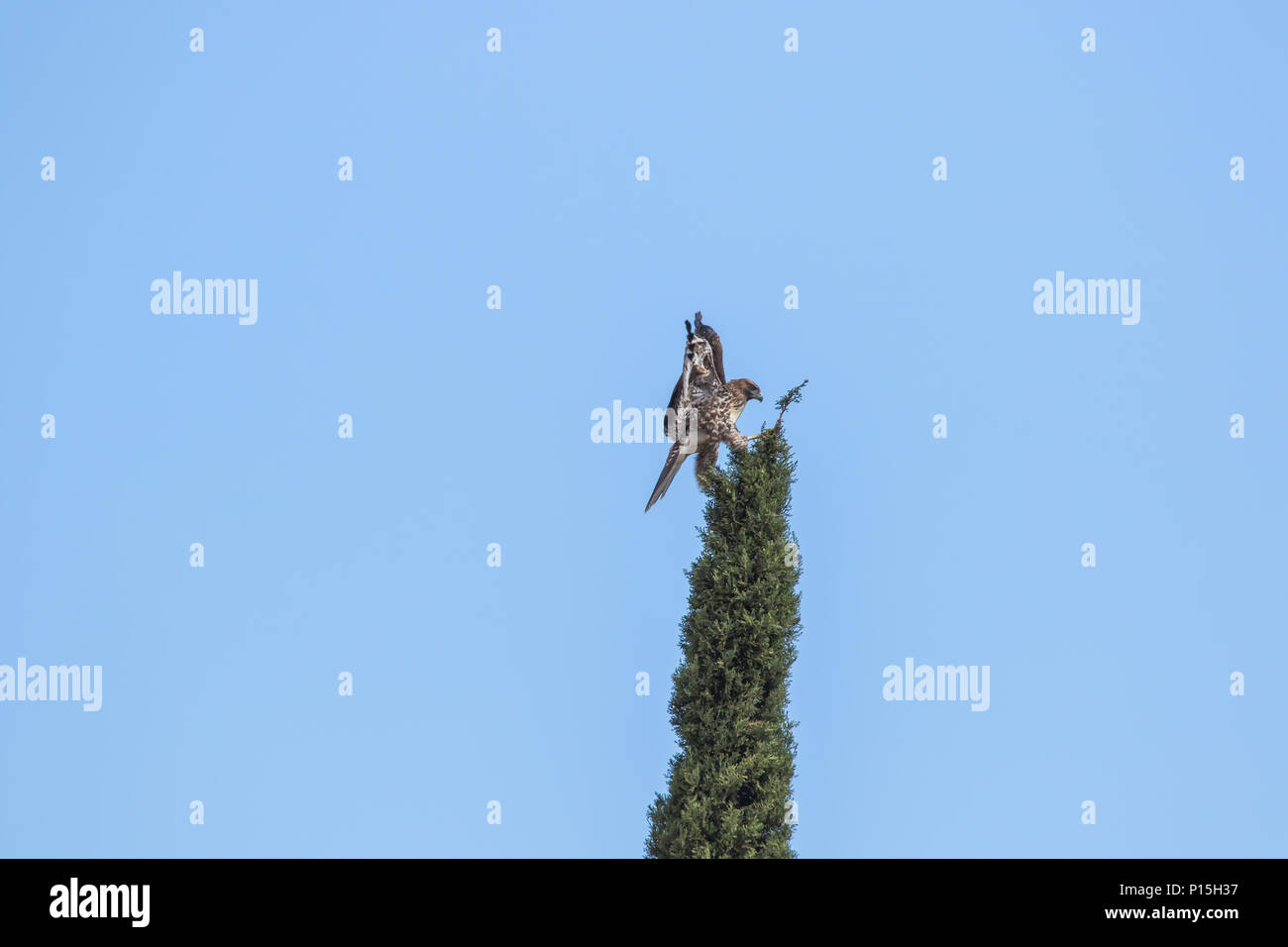 Juvenile Red Tailed Hawk in its wild natural habitat of Orange County ...