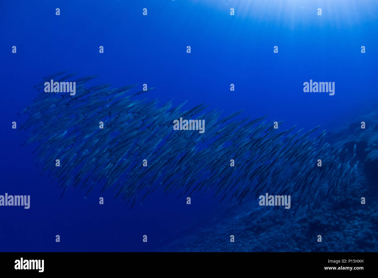 A massive school of barracuda while diving on Tenararo atoll in the Tuamotu group of French Polynesia Stock Photo