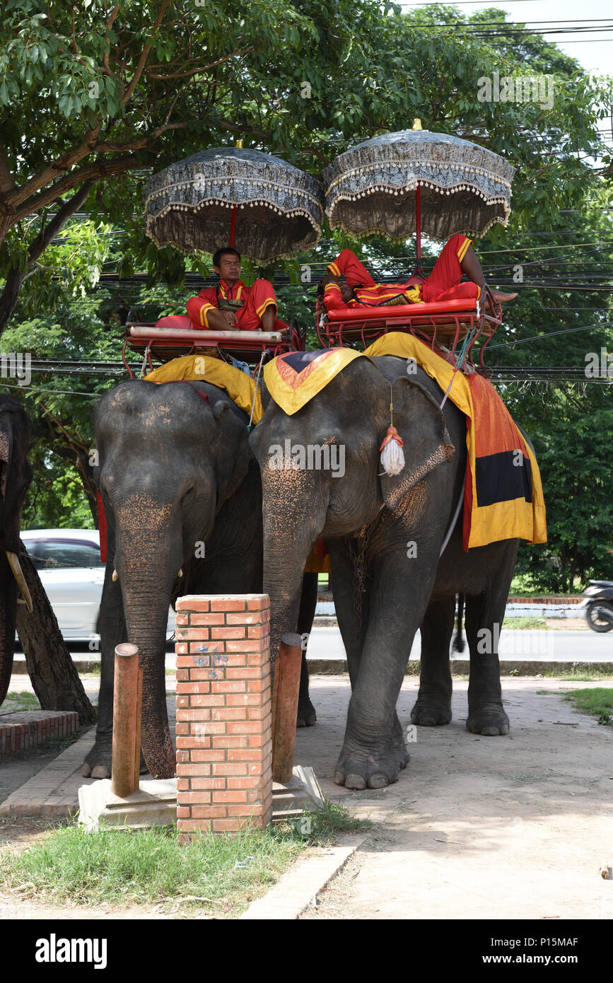 Mahouts relaxing on their female elephants at Ayutthaya Elephant Palace, Ayutthaya, Thailand Stock Photo