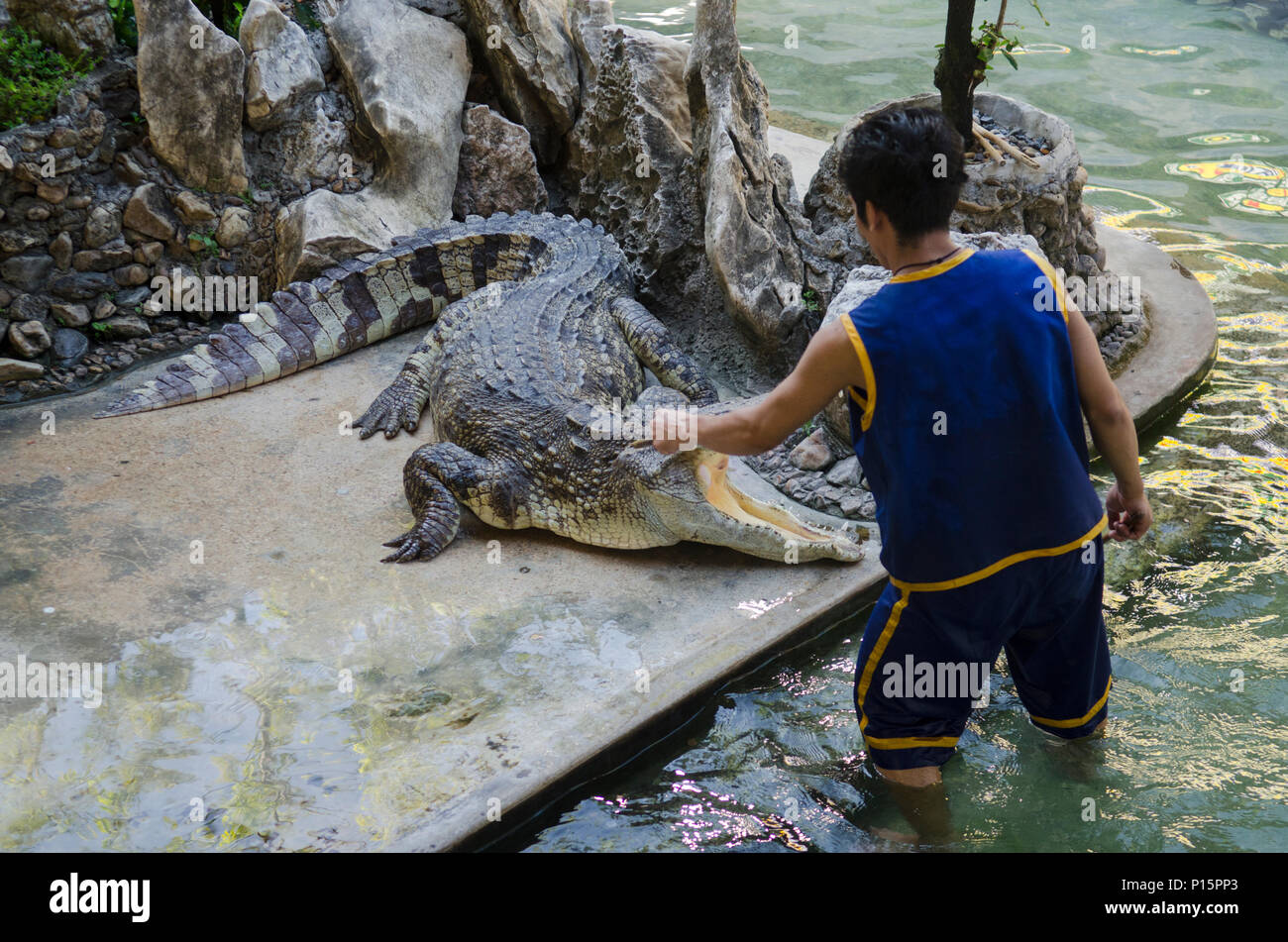 crocodile show in thailand. very exciting show Stock Photo Alamy