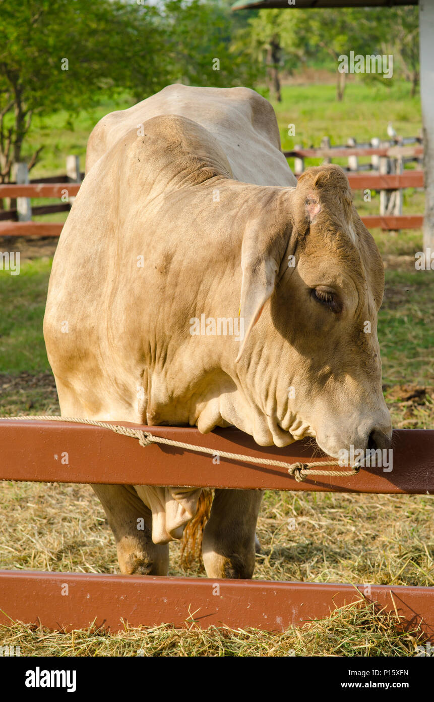 cows at barn stall in farm Stock Photo Alamy