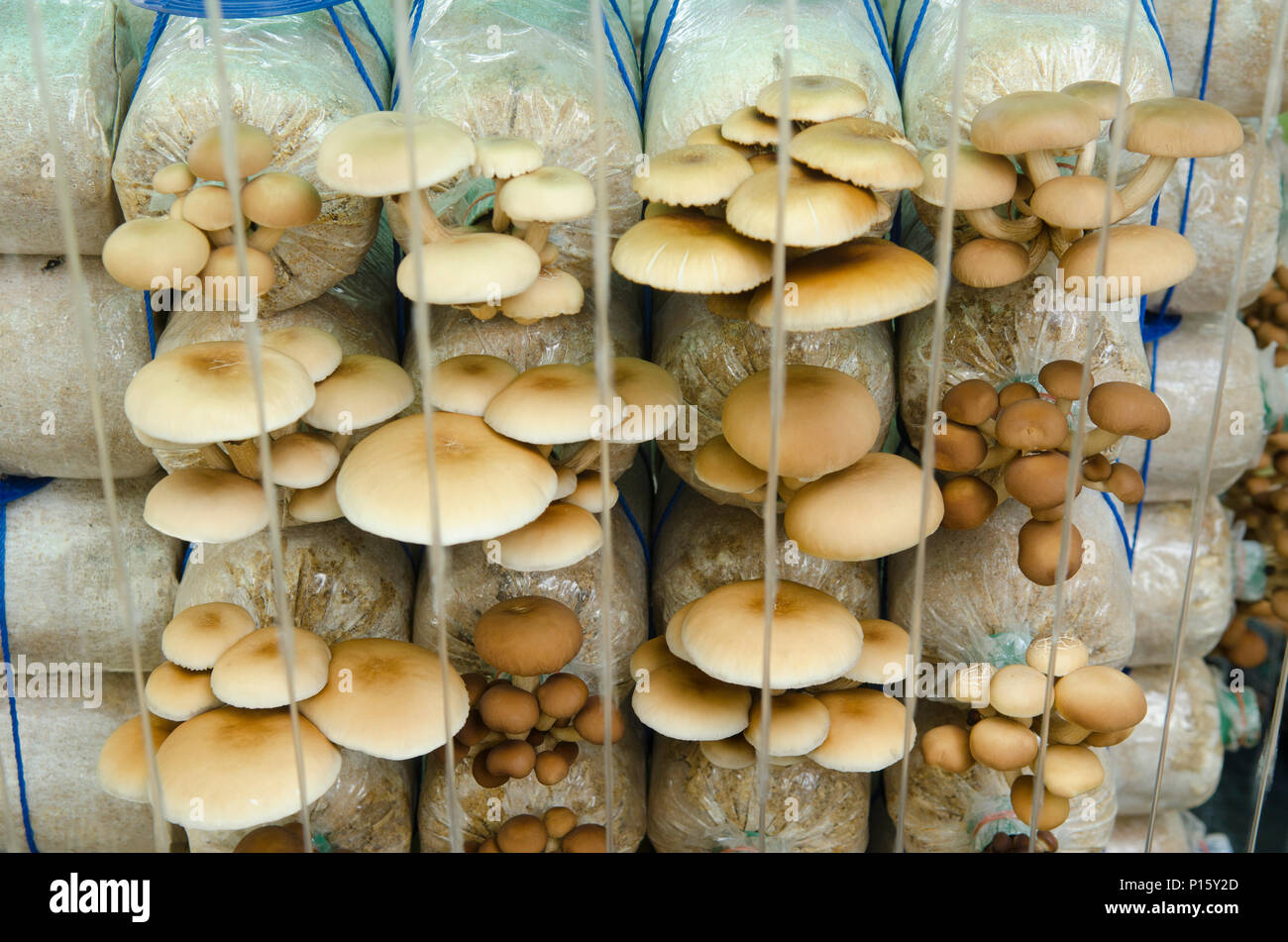 Mushroom cultivation farms Stock Photo Alamy
